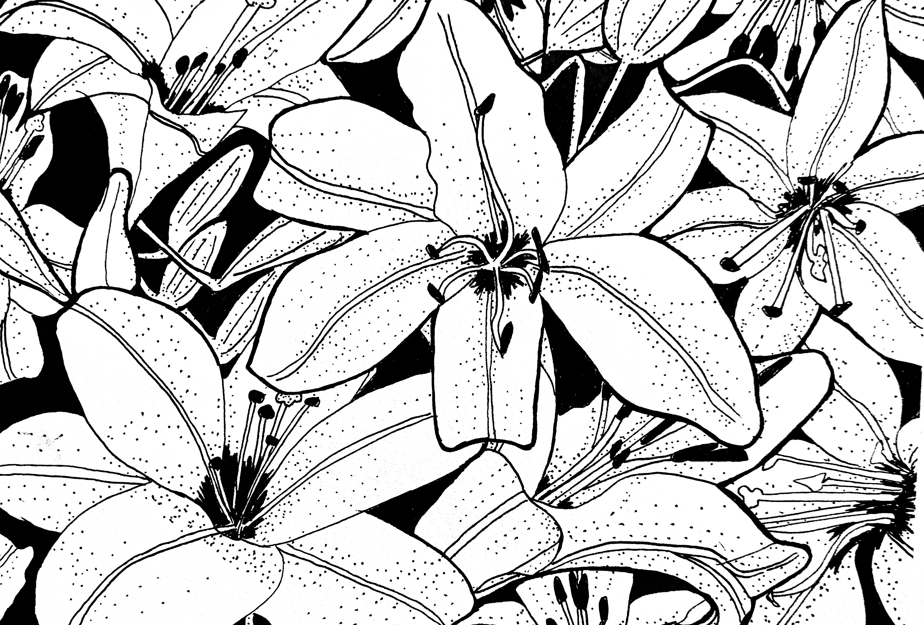 Christmas lily ink drawing