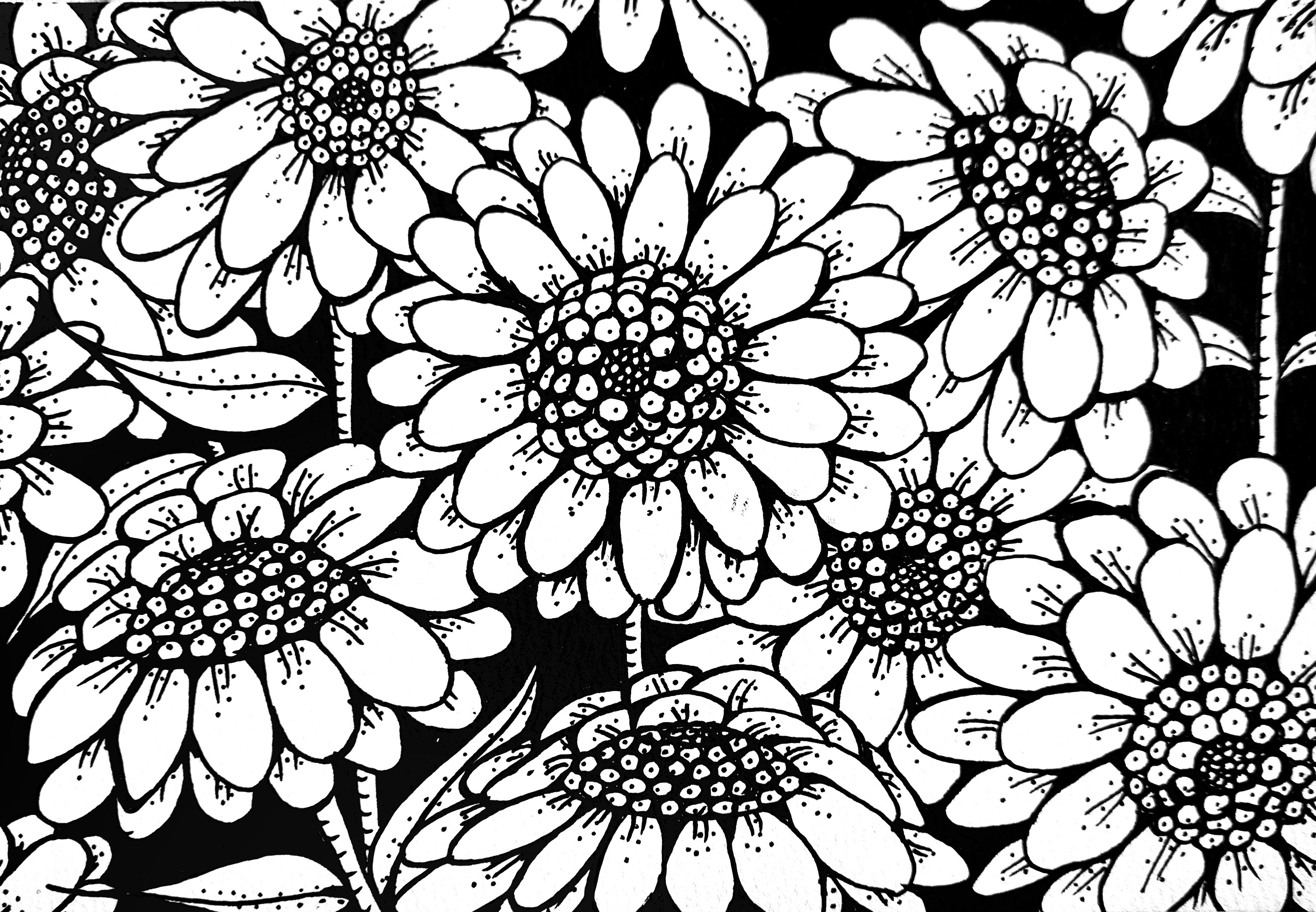Dahlia like flowers ink drawing