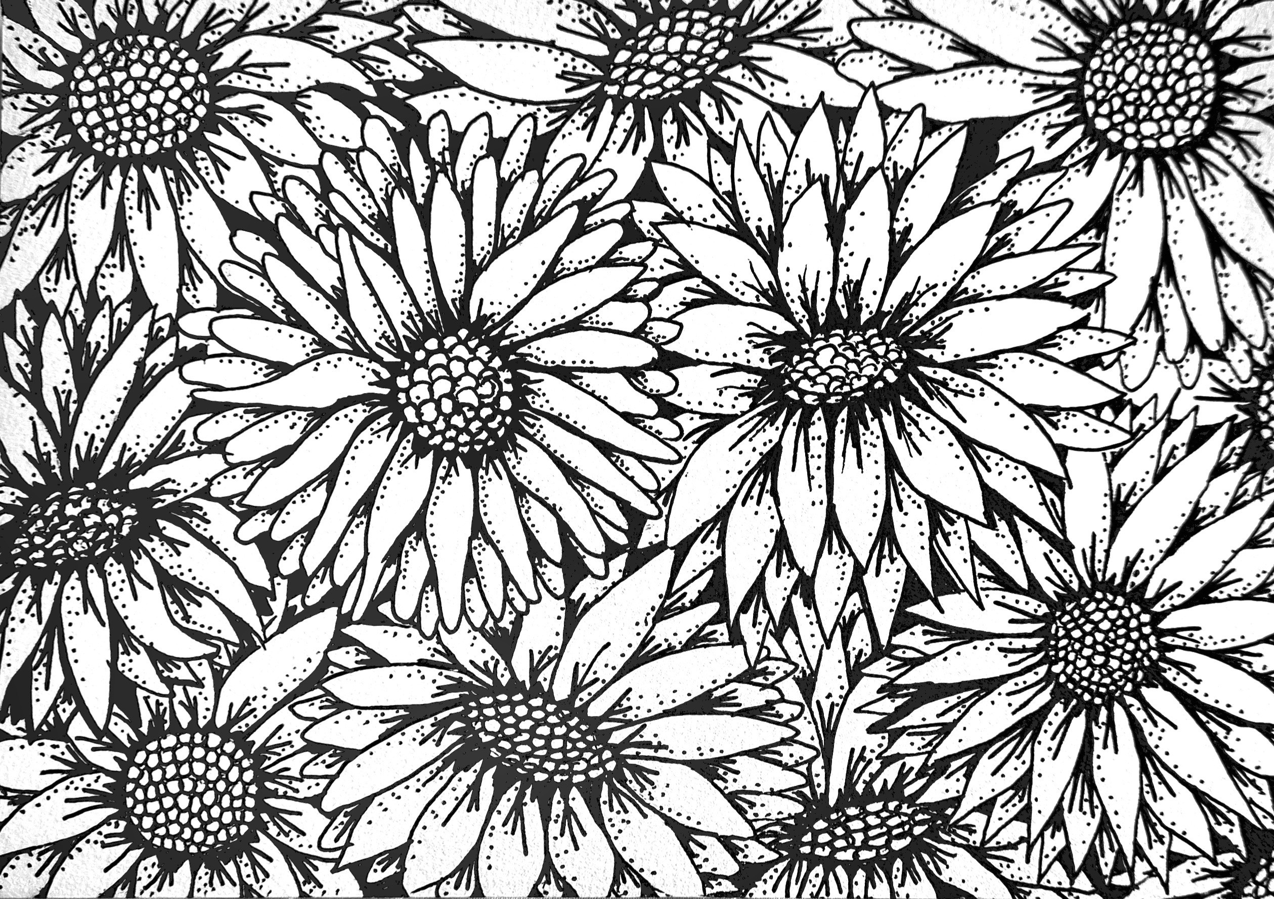 Daisies ink drawing