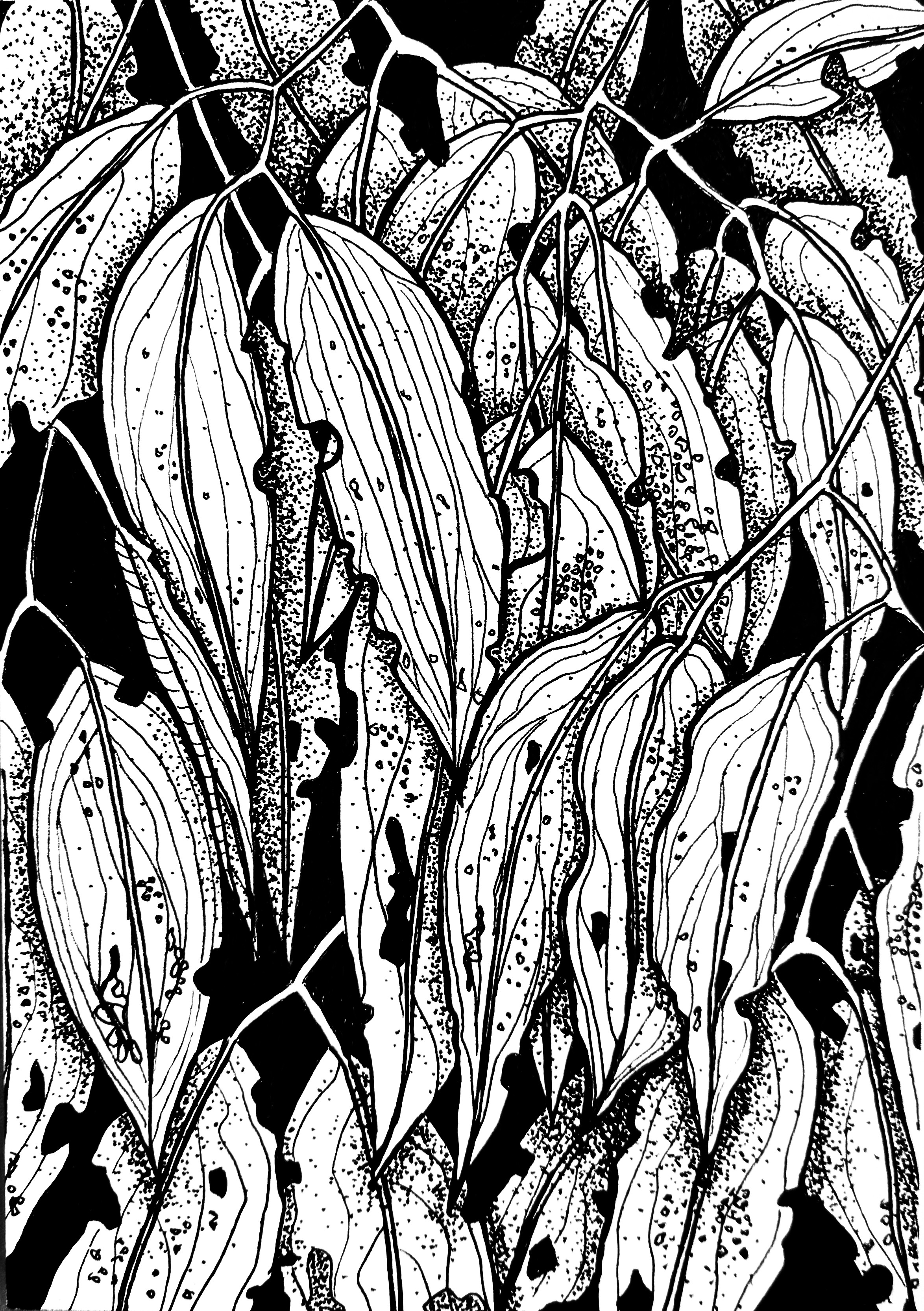 Eucalyptus ink drawing