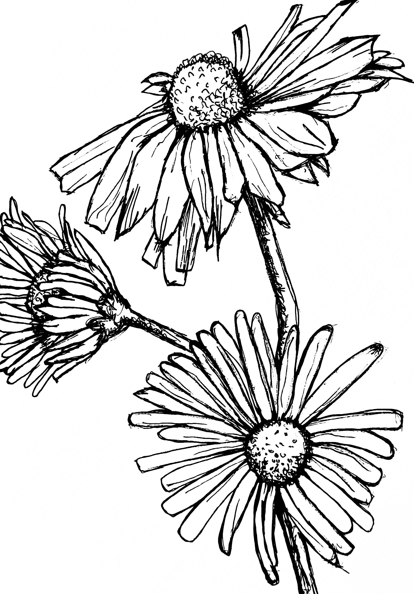 Daisies (2) ink drawing