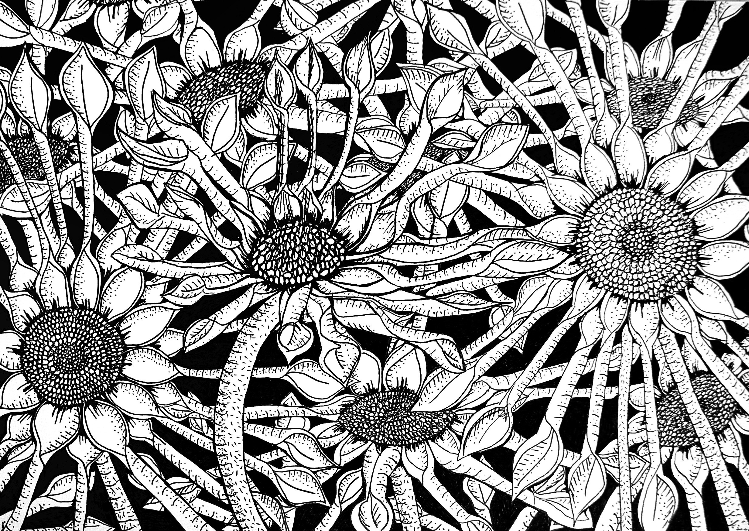 Scroll petal flowers ink drawing