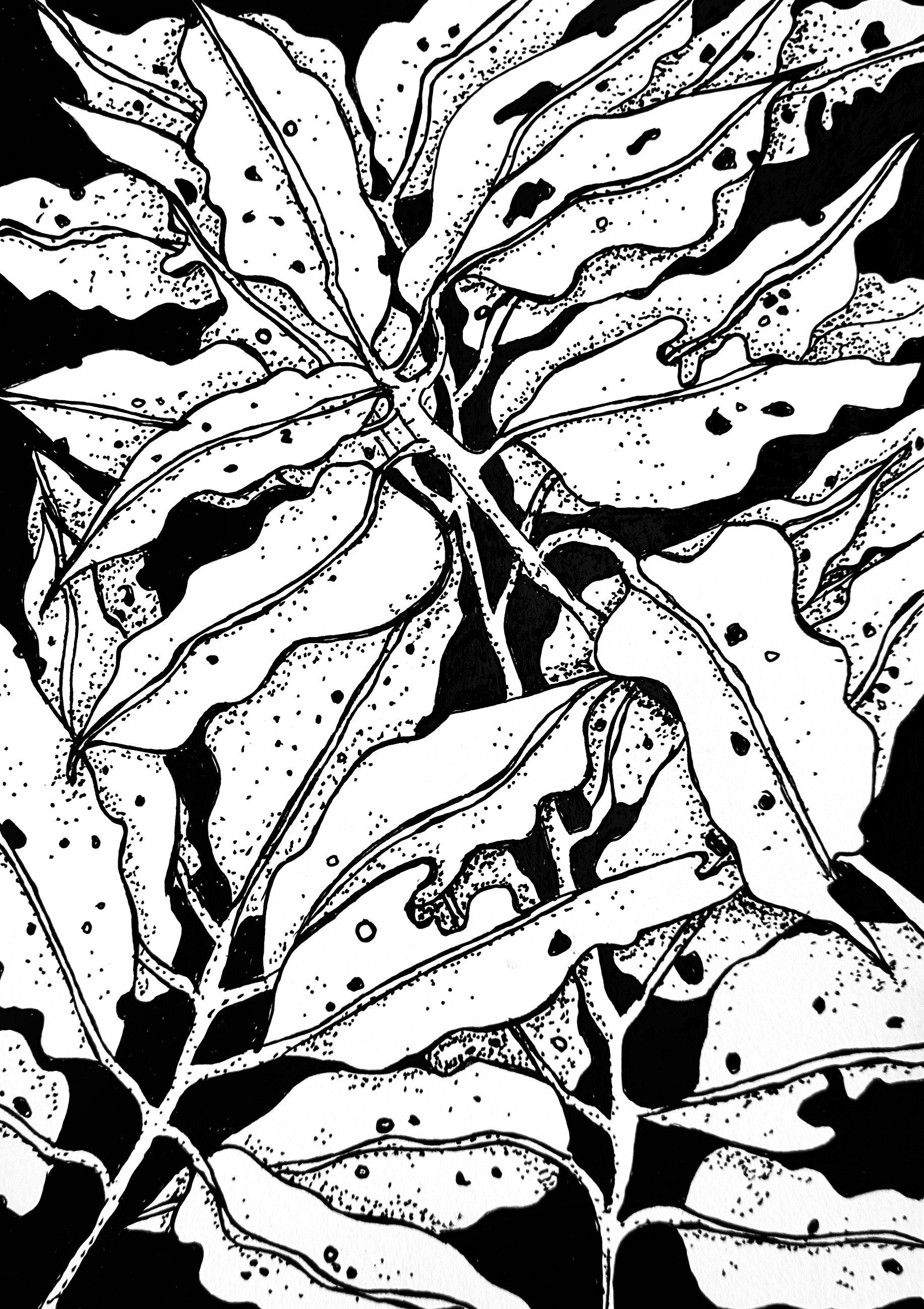 Tarata ink drawing