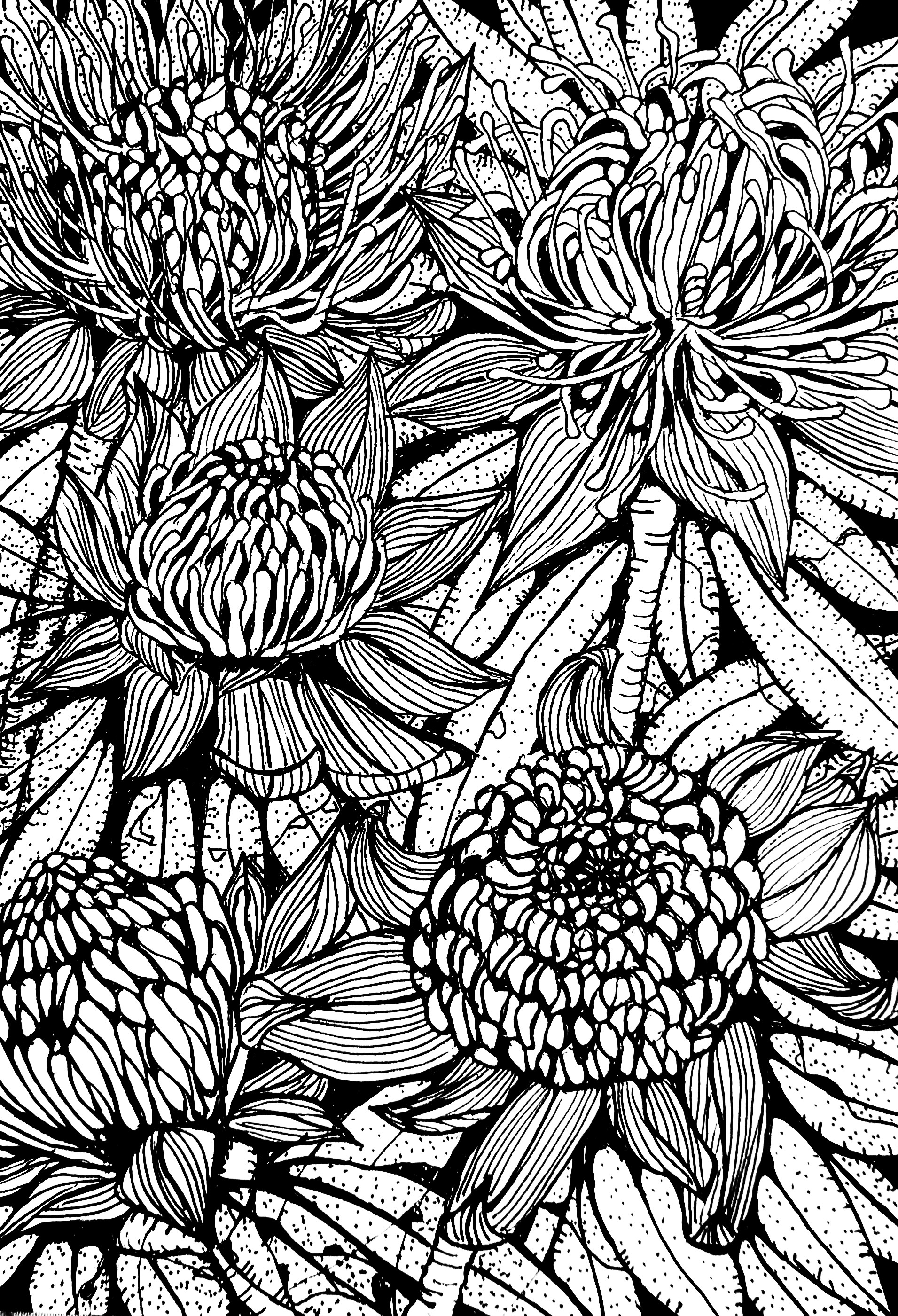 Waratahs ink drawing