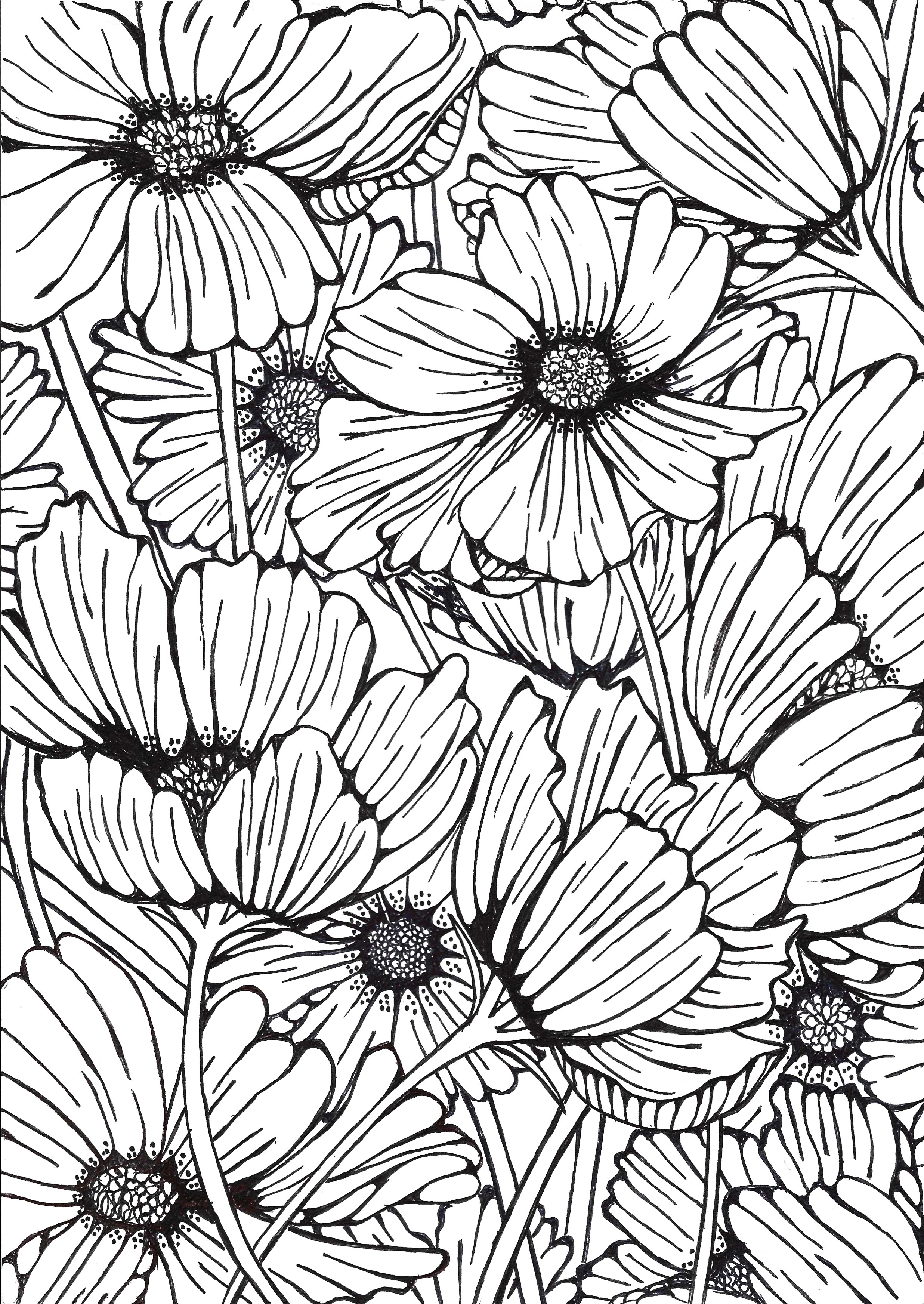 Cosmos flowers ink drawing