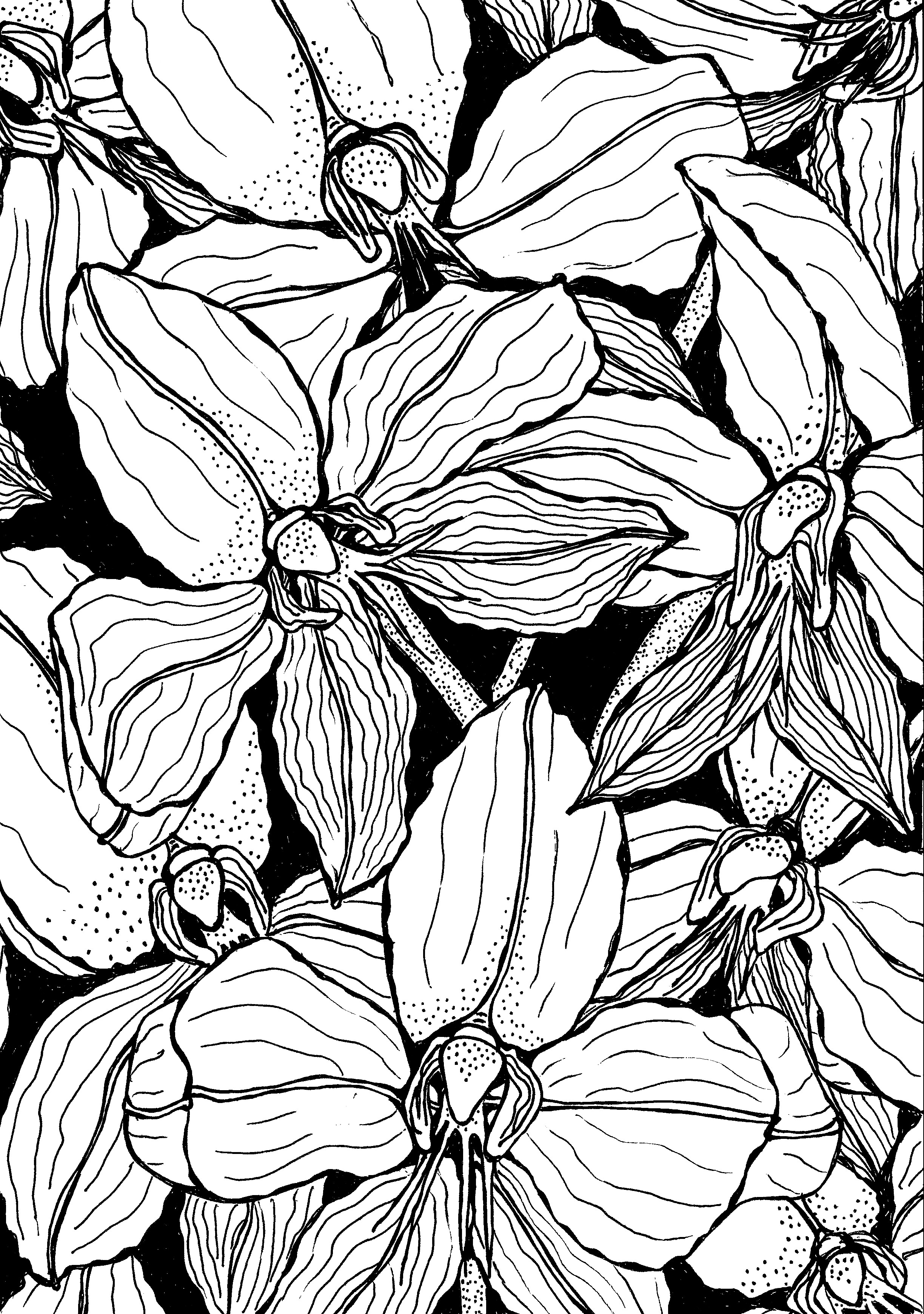 Orchids ink drawing