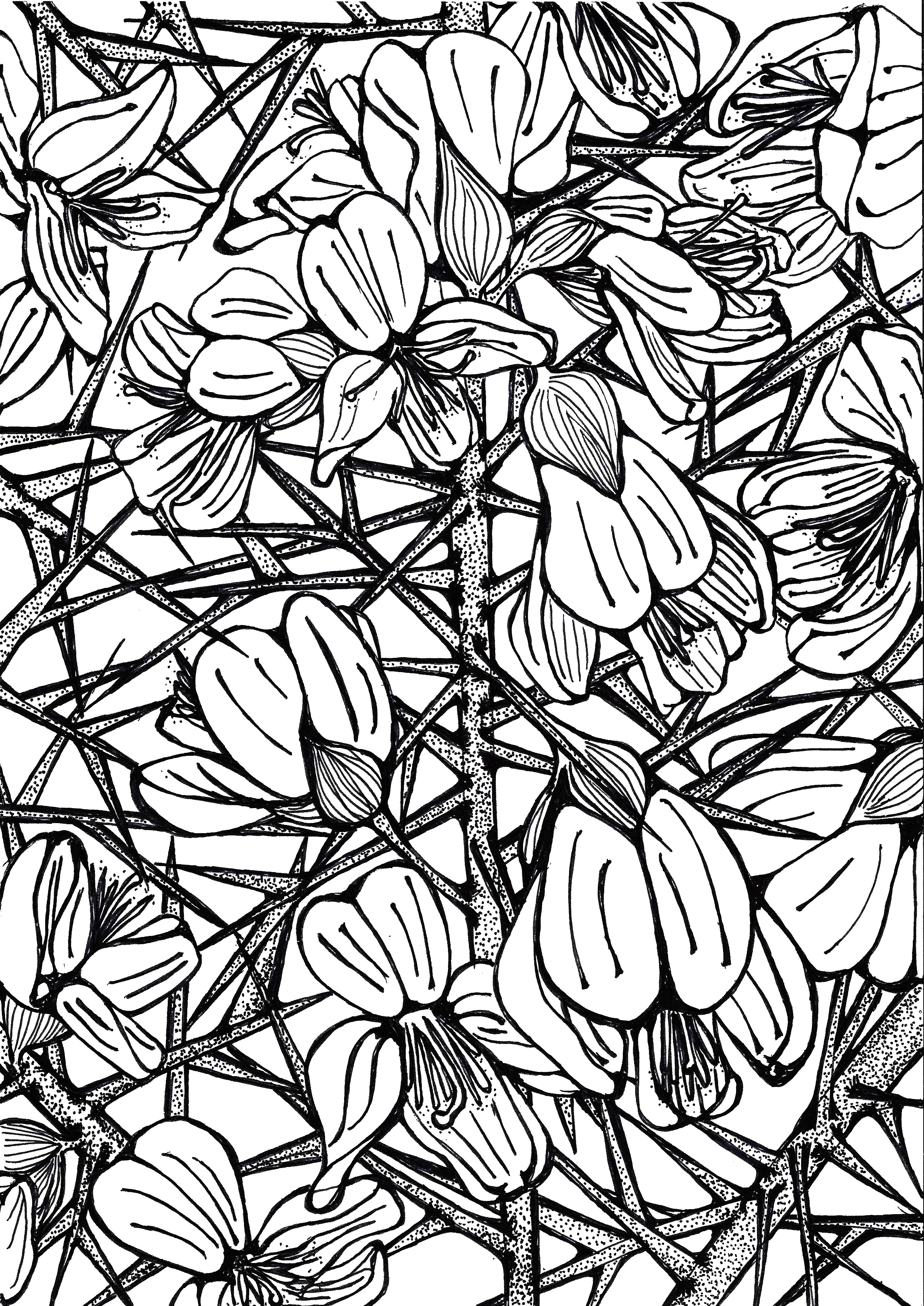 Gorse ink drawing